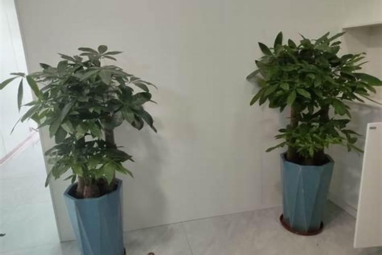 我这两盆发财树是怎么回事阿？