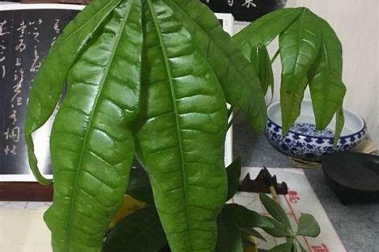 为什么我的发财树叶子变成这样？