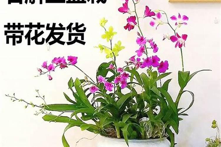 盆栽石斛兰花的叶面肥用那种好