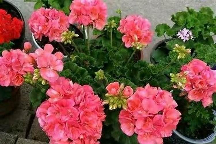 钾肥适合哪些花