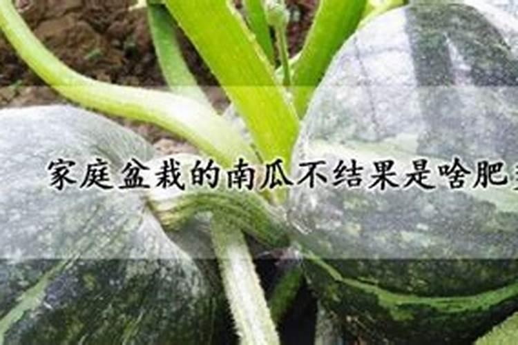 家庭盆栽的南瓜不结果是啥肥多