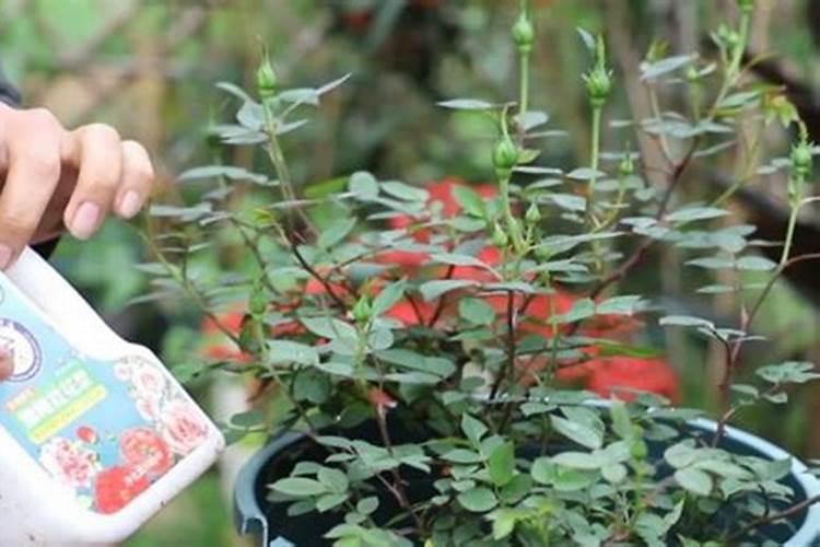 月季花有花苞了怎么施肥