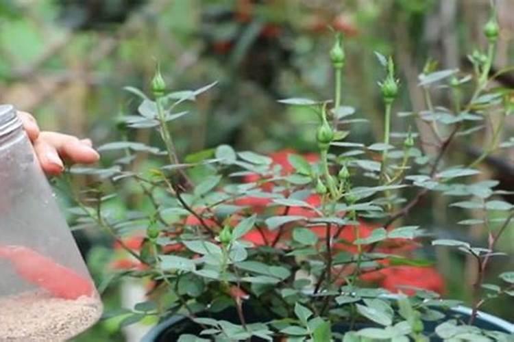 月季长花苞后怎么施肥 花蕾期施什么肥