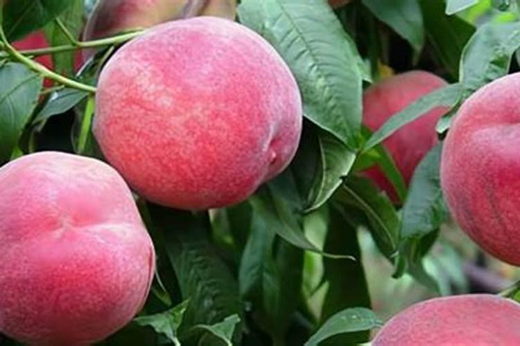 金秋红蜜桃品种介绍