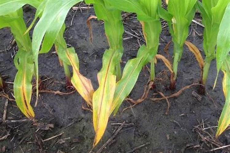 玉米苗期喷什么叶面肥