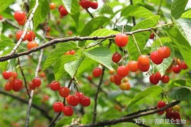 樱桃打什么叶面肥长的快？樱桃什么肥可以果实膨大？
