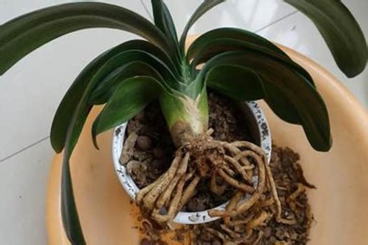 君子兰磷肥烂根的处理方法有哪些？