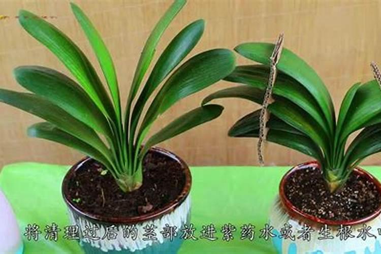 君子兰烂根怎么办