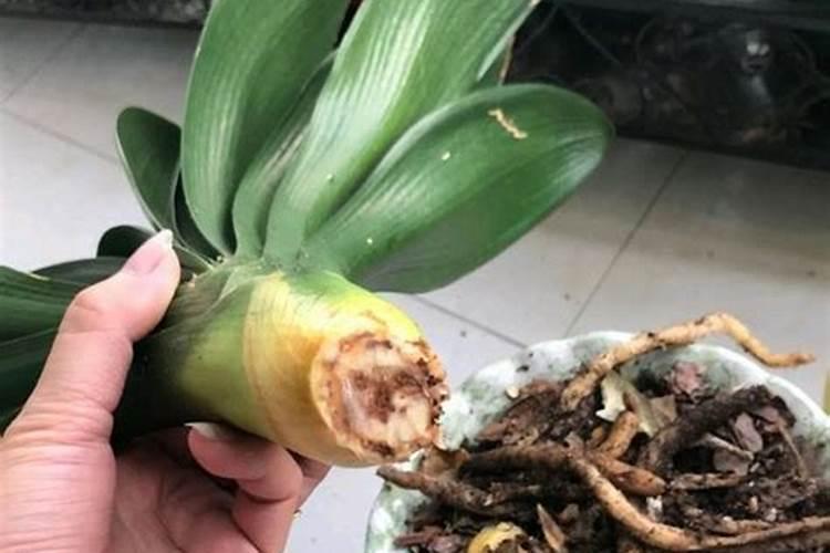 君子兰根烂了怎么处理