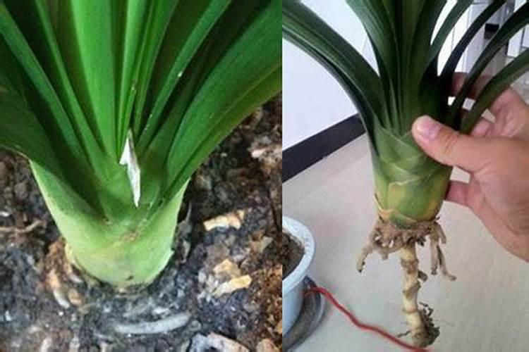 君子兰的烂根怎么处理