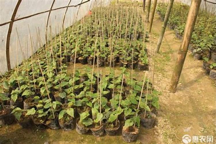 罗汉果苗能喷叶面肥吗怎么喷？