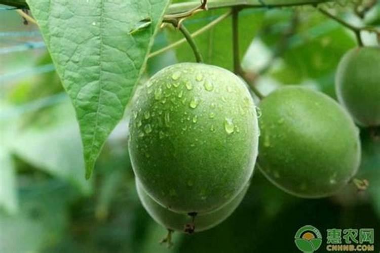 大太阳种下的罗汉果苗叶子下垂怎么办