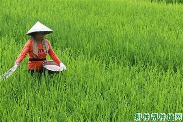 液态氮肥水稻冲施技术要求