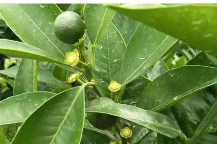 橘子树落果怎么办