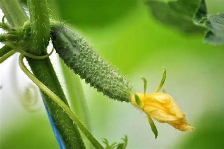 黄瓜喜欢什么肥料