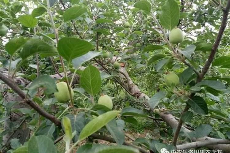 请问专家腐殖酸肥具体在苹果树上怎么用