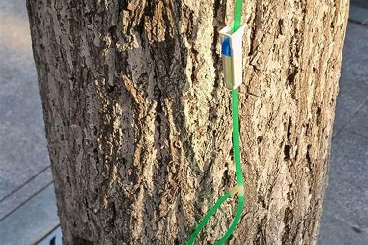 树施肥多了吊针管用吗