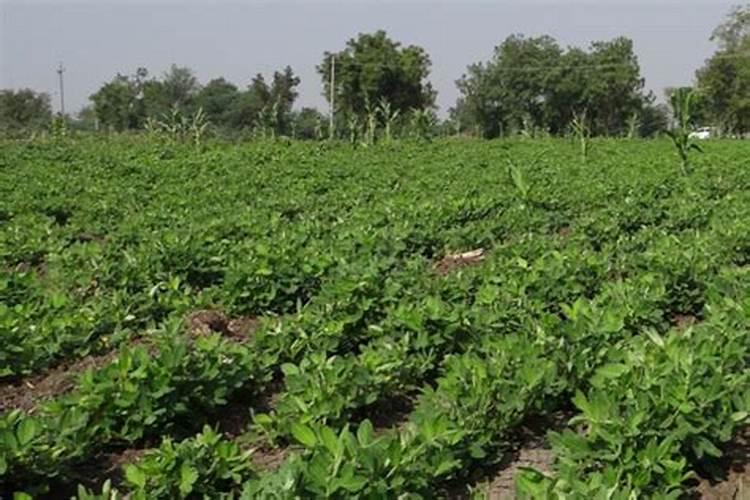 花生肤水肥兑水多少合适