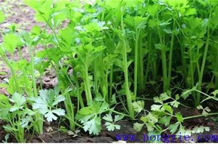 喷什么叶面肥芹菜长得快 喷施方法有哪些