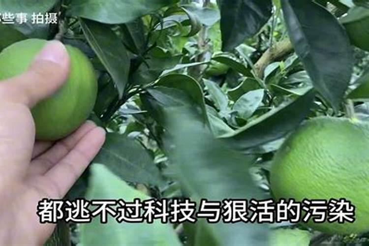 柑橘不用打吊瓶,一辈子不黄化怎么办