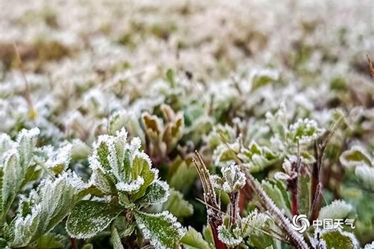 防霜冻的十大绝招