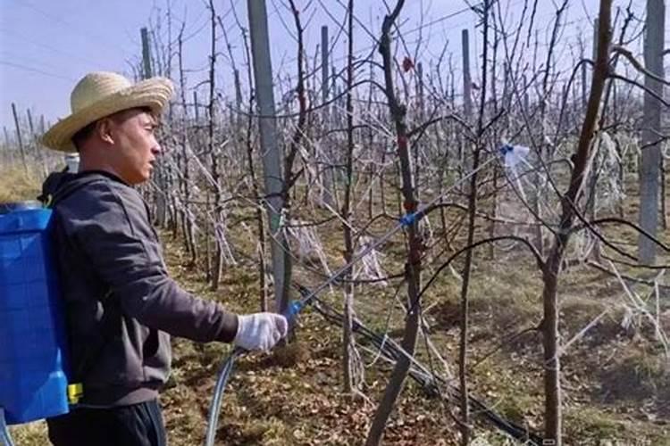 果树化学防霜冻方法
