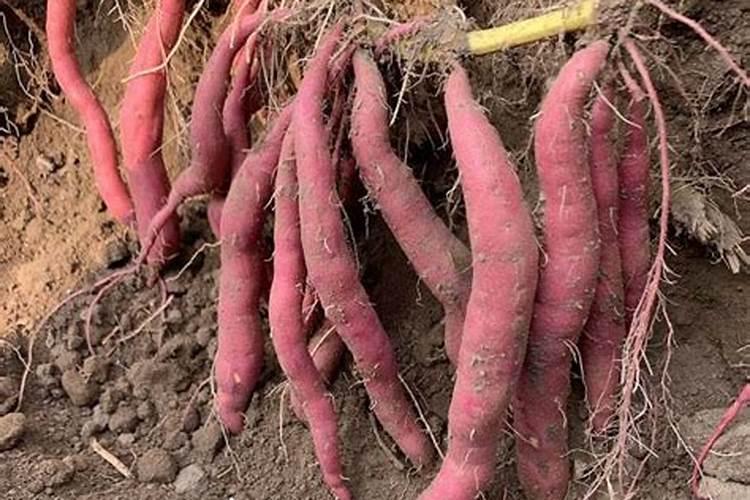 红薯怎样防霜冻