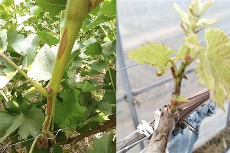 磷肥会让葡萄枝条老化吗为什么？