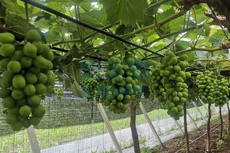 葡萄树施磷肥多有什么坏处