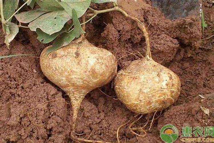 凉薯田间管理四大要点介绍!