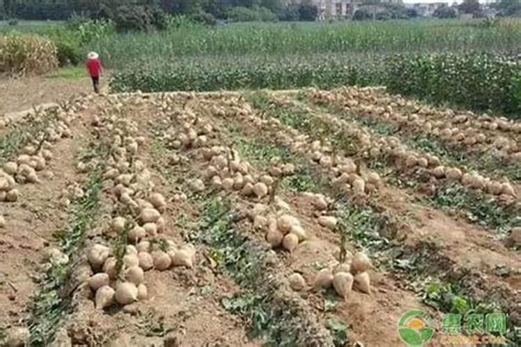 凉薯种植技术和管理方法
