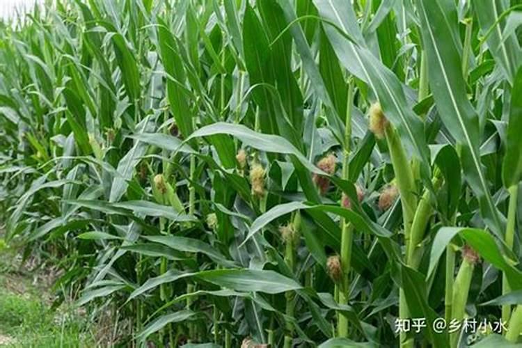 玉米授粉期可以施肥吗