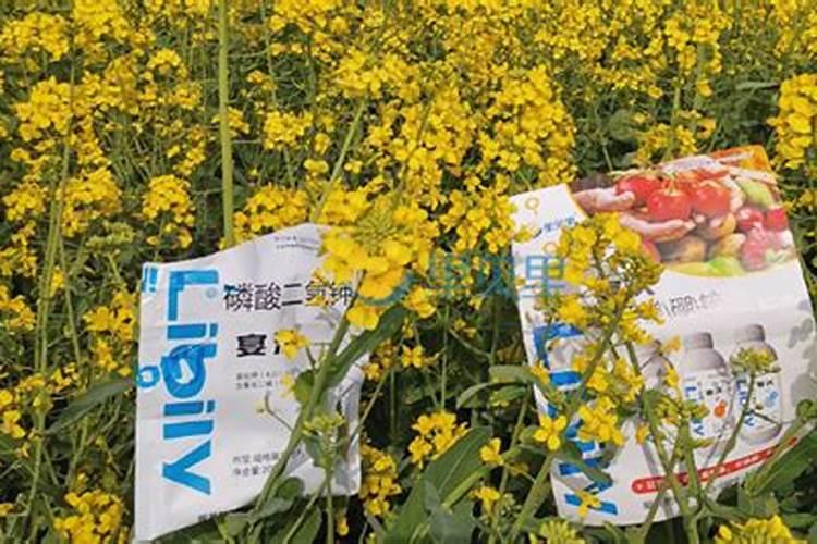 水溶肥哪款更好？更利于作物高产？