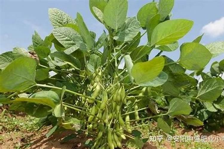 种植毛豆如何打叶面肥料施肥？