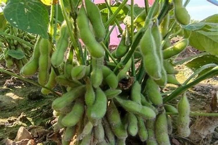 种植毛豆需要施什么肥 一起来看下吧