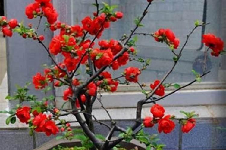 木本海棠怎么养