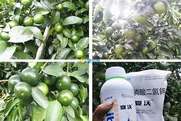 膨果肥用什么肥最好