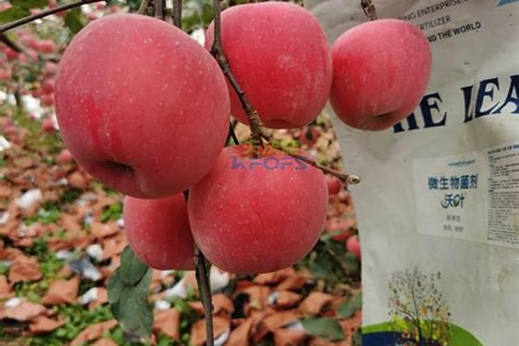 如何施肥让果实快速膨大