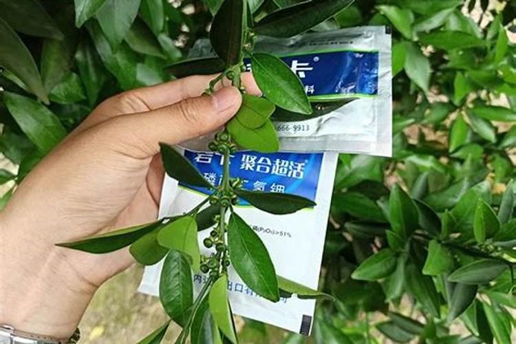 营养型叶面肥作用是什么呢？