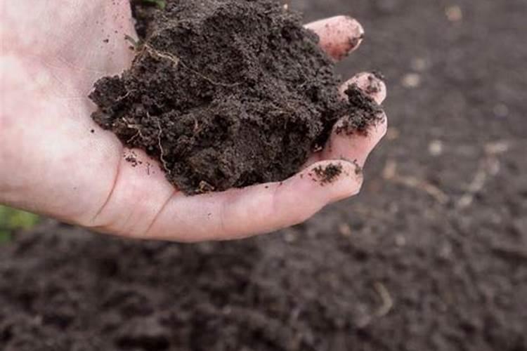 常规肥与专用肥的区别在哪里？