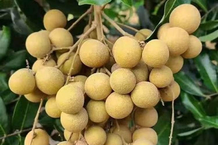 龙眼不甜,用什么方法补救？