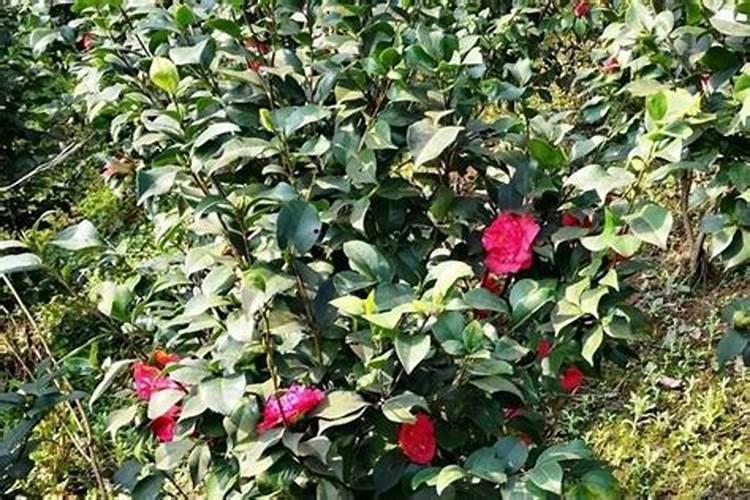 山茶花怎么施肥和浇水？