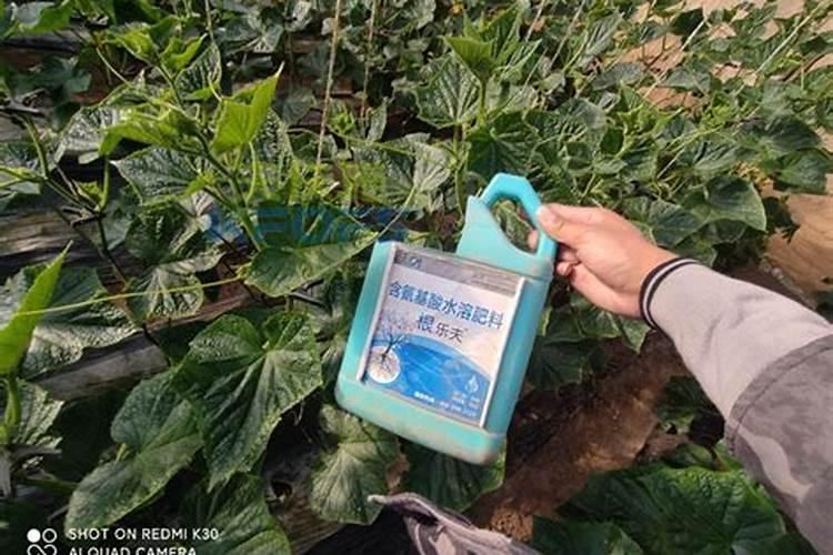 黄瓜追肥用什么肥料好