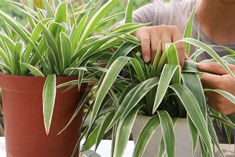 吊兰施什么肥料长得好