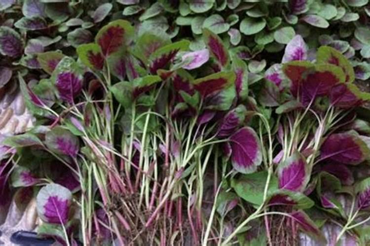 红苋菜出苗后怎么浇水施肥