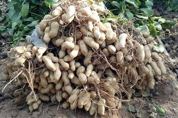 十斤花生枯发水肥能用多久