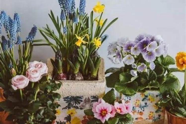 养花常用五种肥  养花用什么肥好