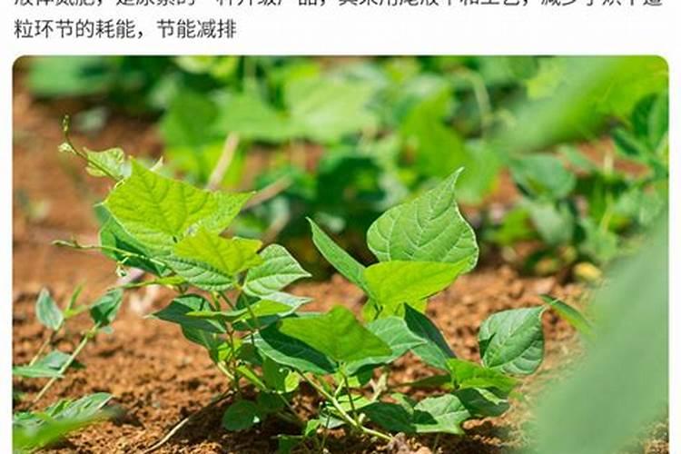 液体氮肥喷施会不会烧苗子？