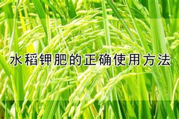 水稻钾肥的正确使用方法及注意事项