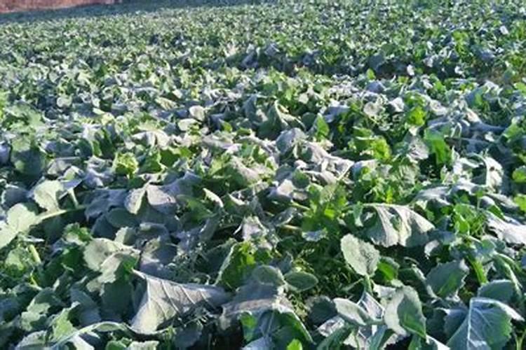 芸苔素可以提升作物抗寒性吗